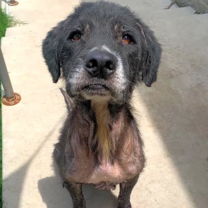 Photo of Pepper