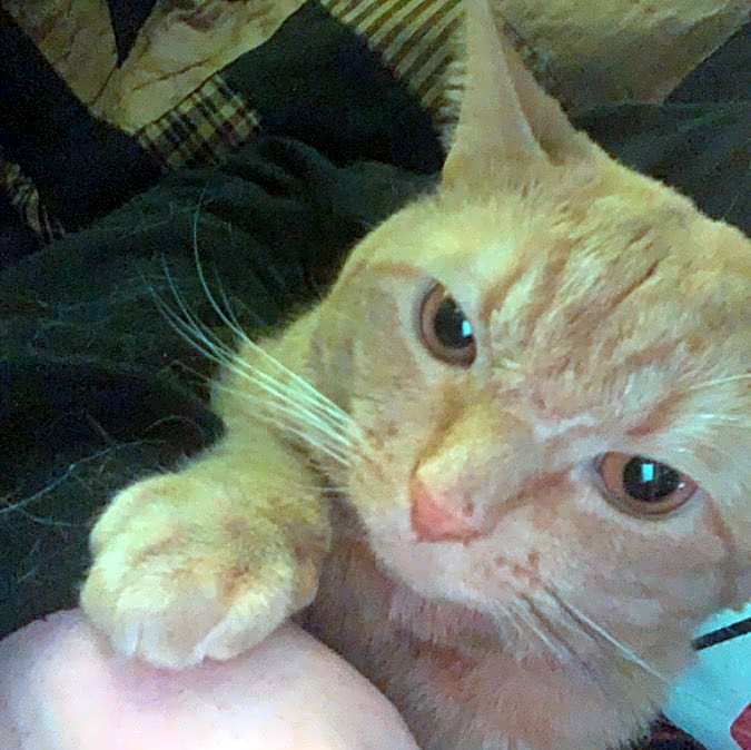 Photo of Chester
