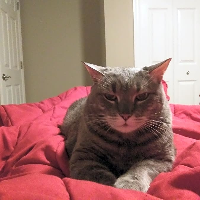 Photo of Mr. Giggles