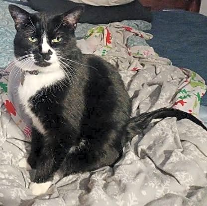 Photo of Tuxedo