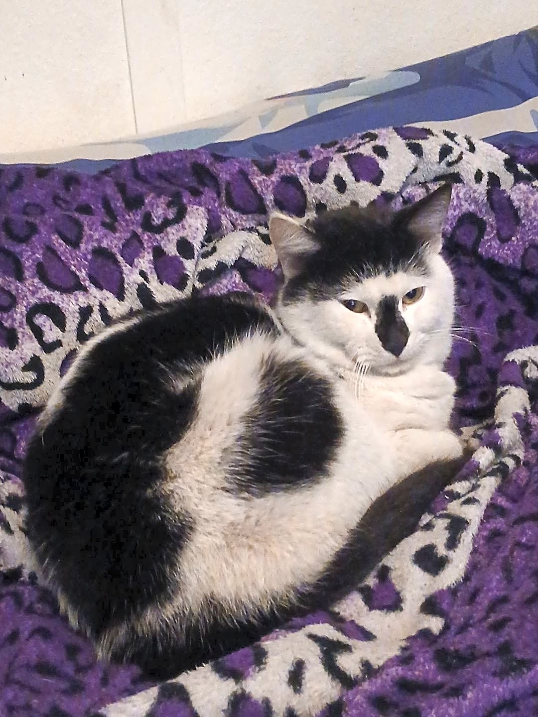 Photo of Loki