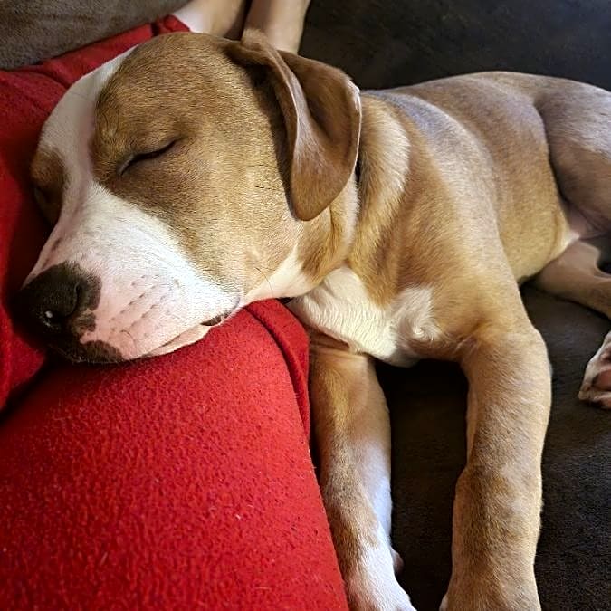 Photo of Rollo