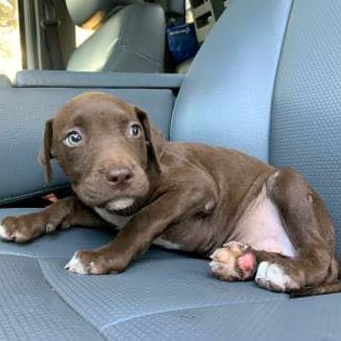Photo of Cocoa