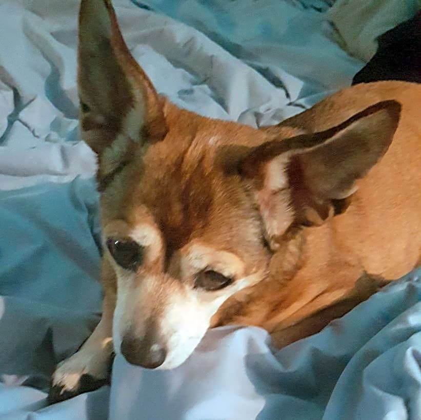 Photo of Bella