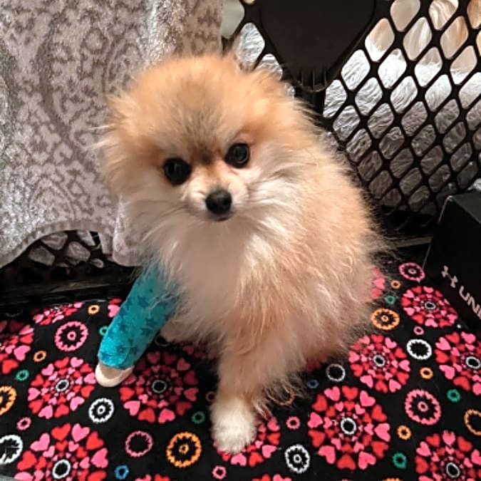 Photo of Chomper