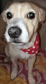 Photo of Bella