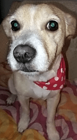 Photo of Bella