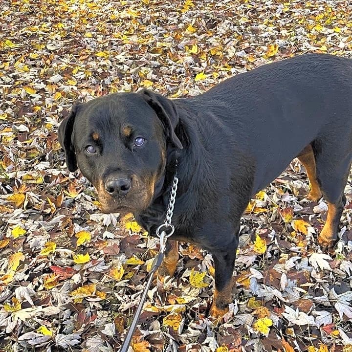 Photo of Whiskey