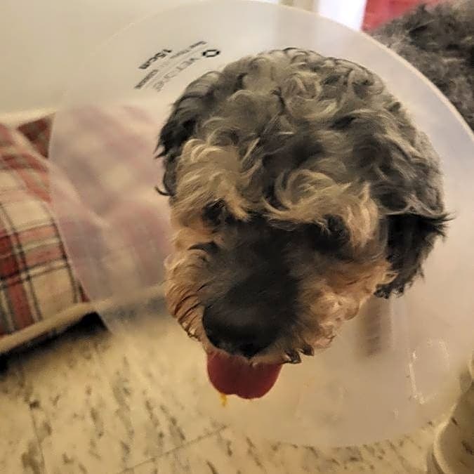 Photo of scrappy