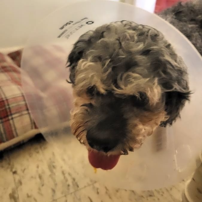 Photo of scrappy