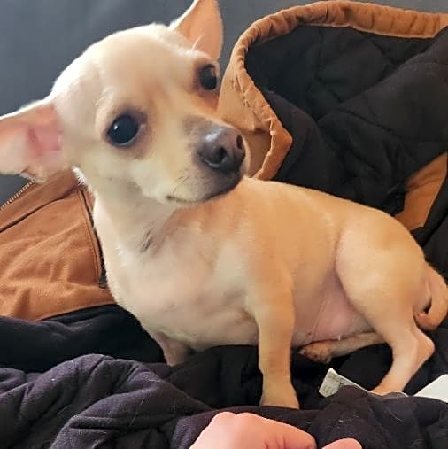 Photo of Millie