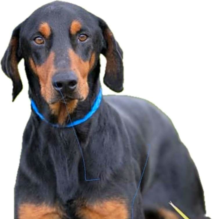 Photo of Reggie