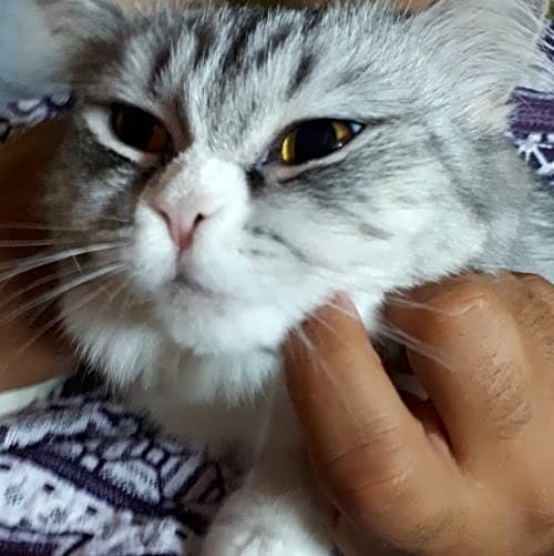 Photo of Titi