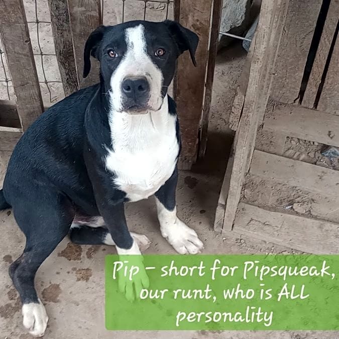 Photo of 9 Pittie Puppie