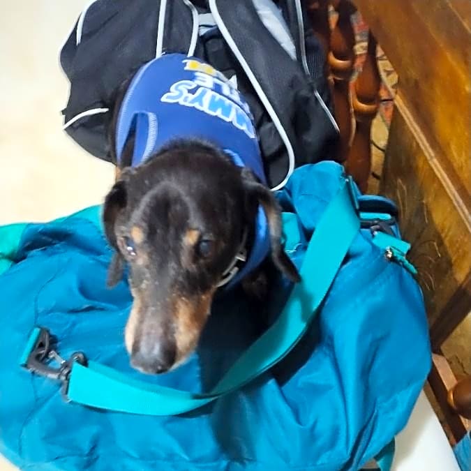 Photo of Wiener