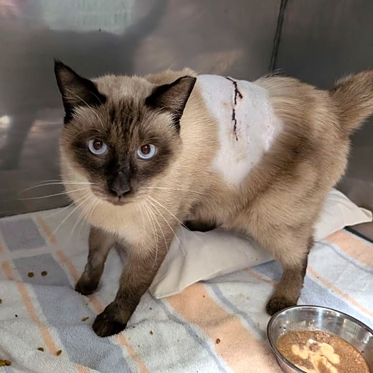 Photo of Cadbury