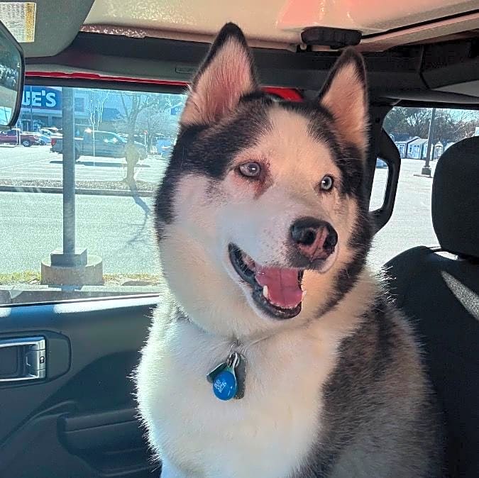 Photo of Kodi