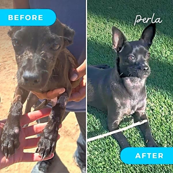 Photo of Perla
