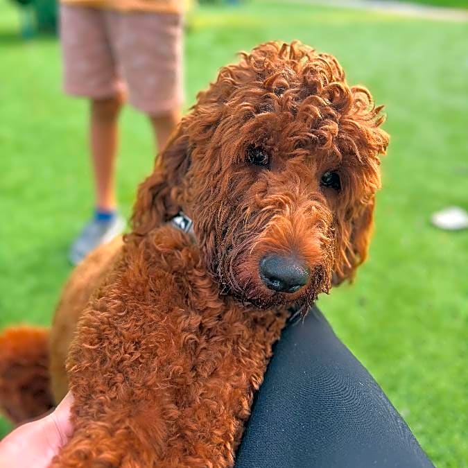 Photo of Alfie