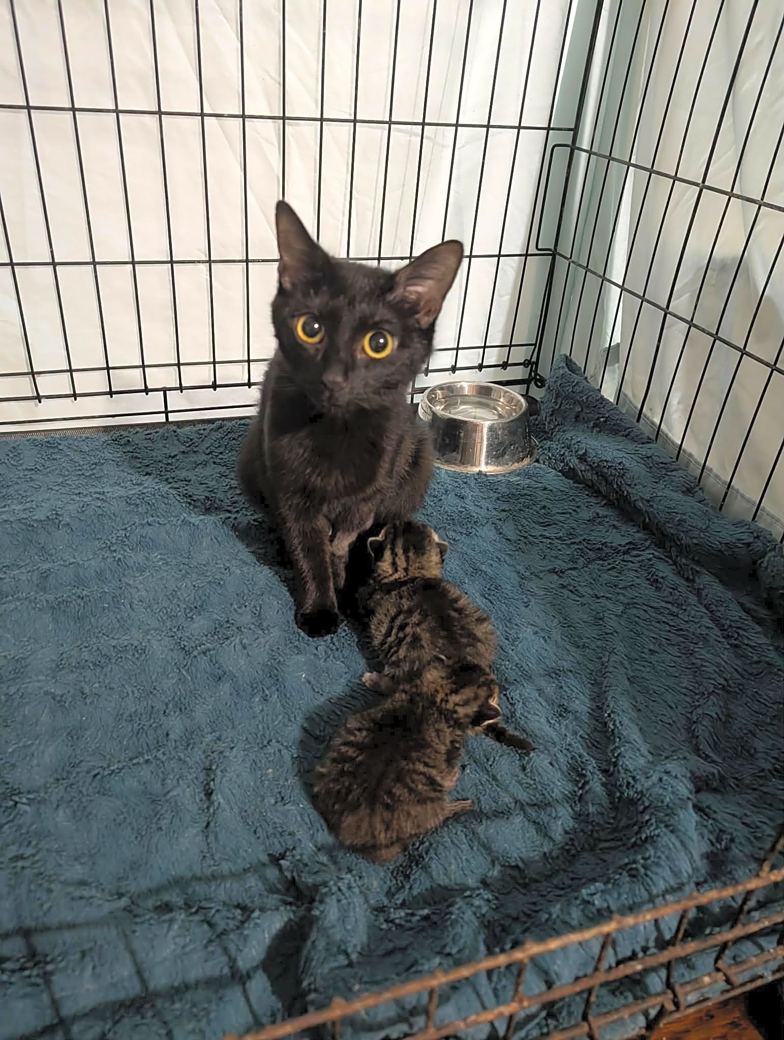 Photo of Jolie and babies