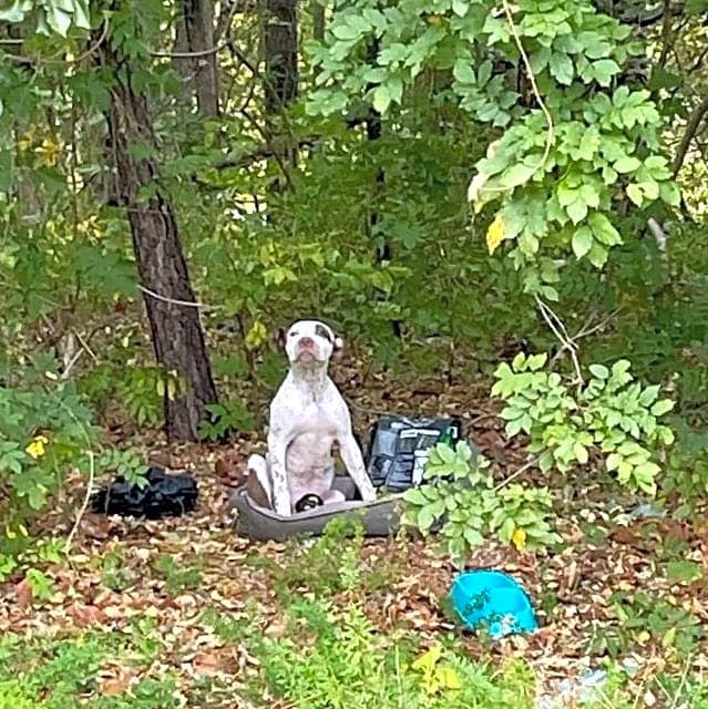 Photo of Hank