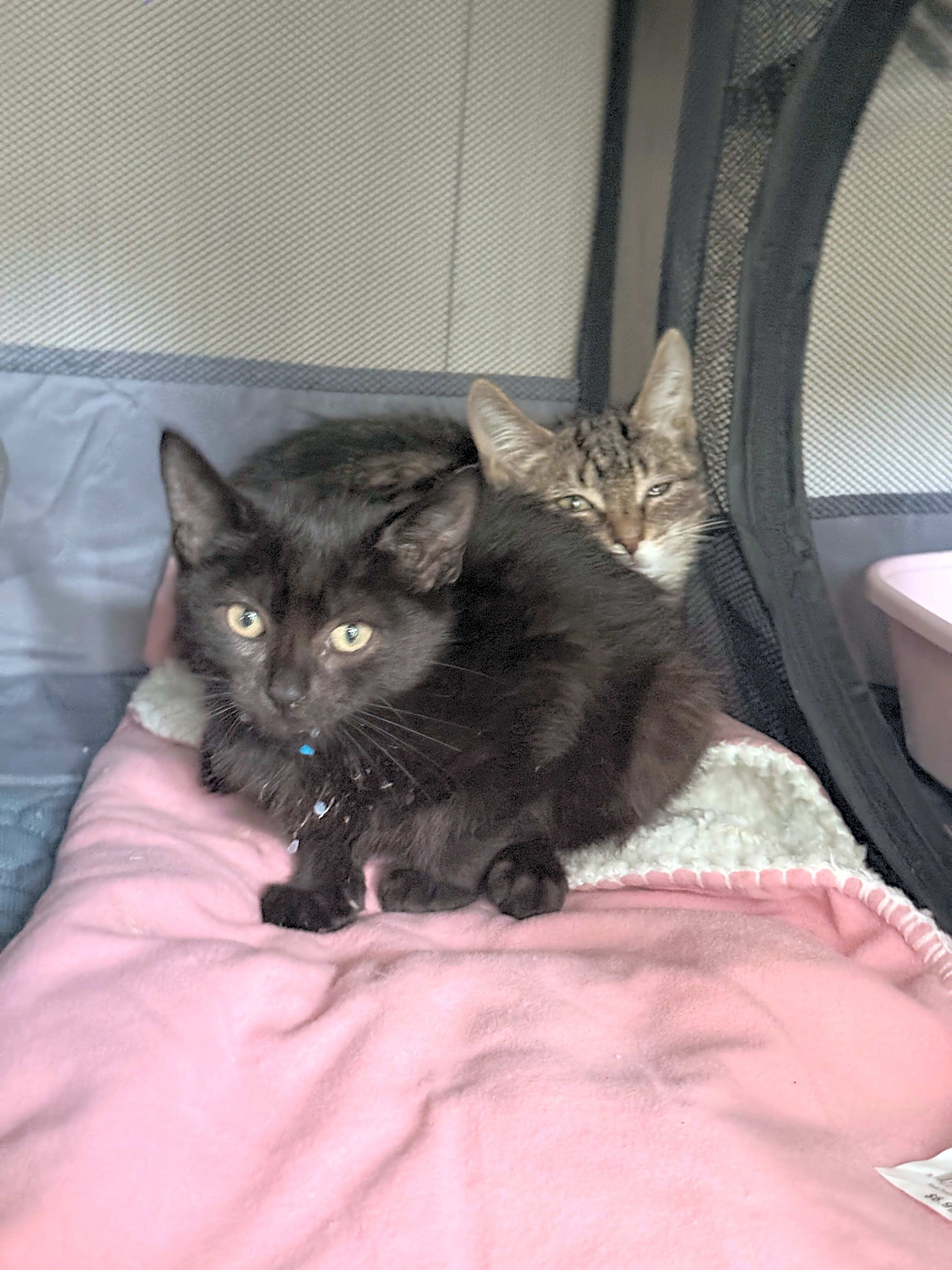 Photo of Newt, Toast & Baby Veg