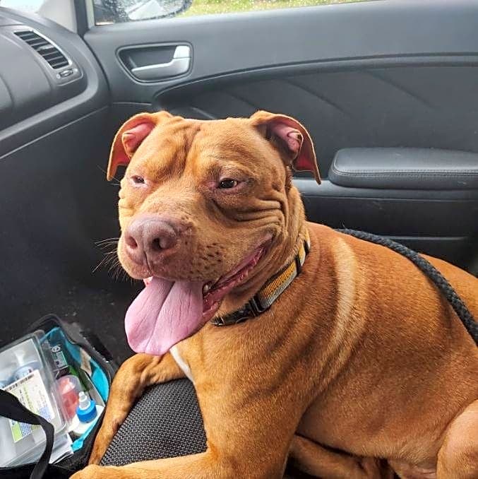 Photo of brownie