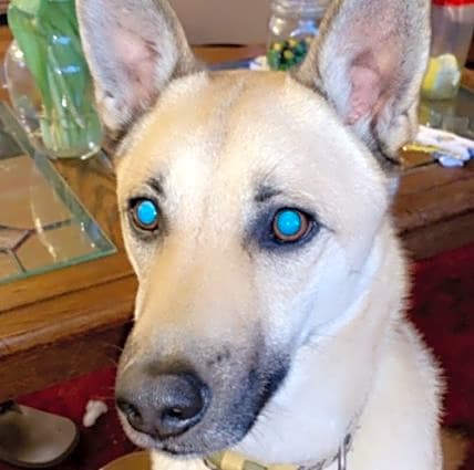 Photo of Brody