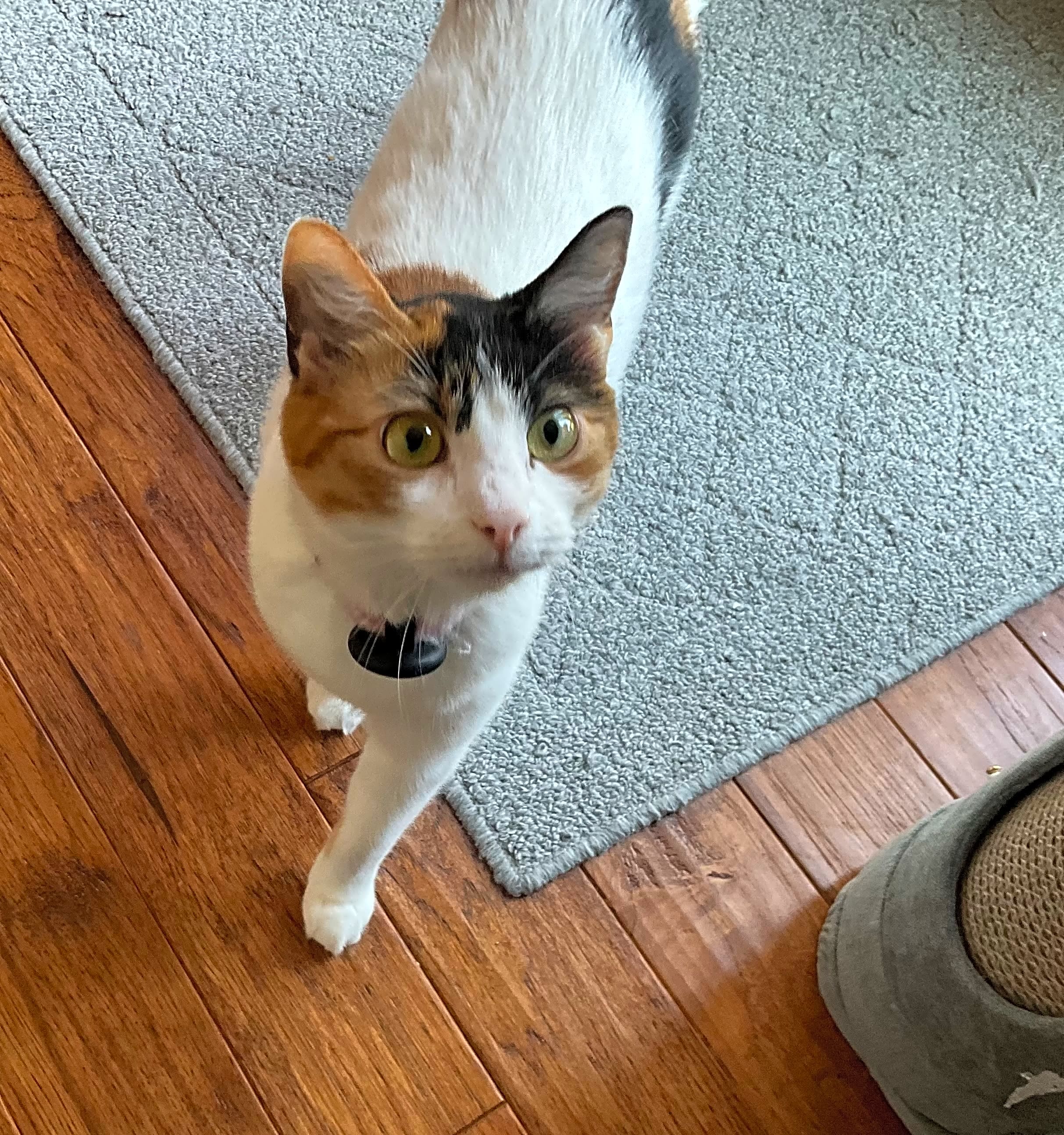 Photo of Mishki
