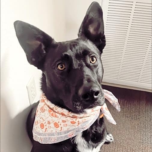 Photo of Remi