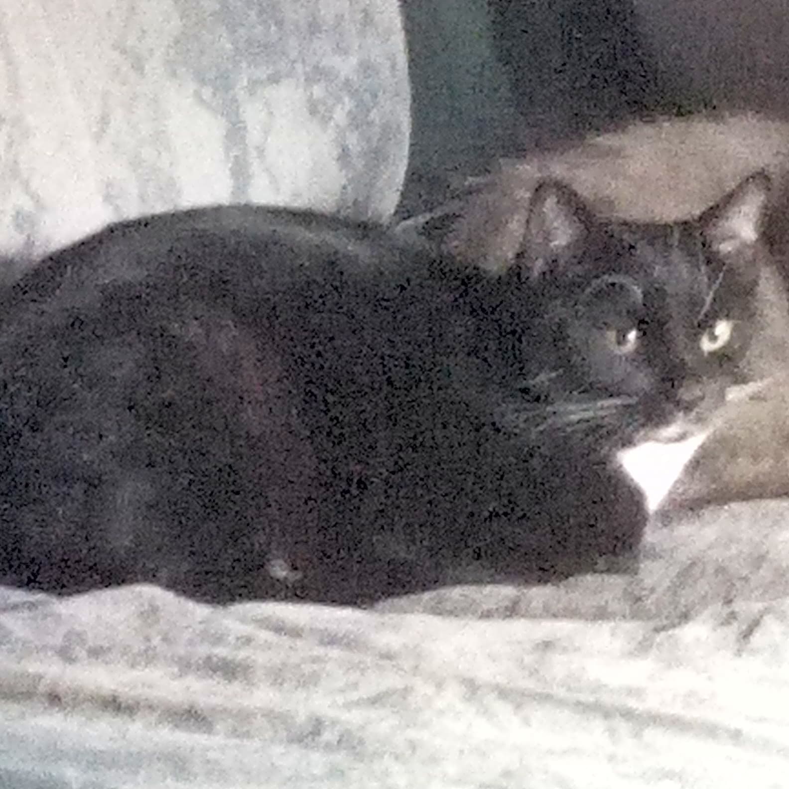 Photo of Mittens