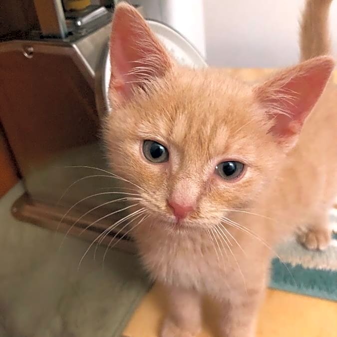 Photo of Cheddar