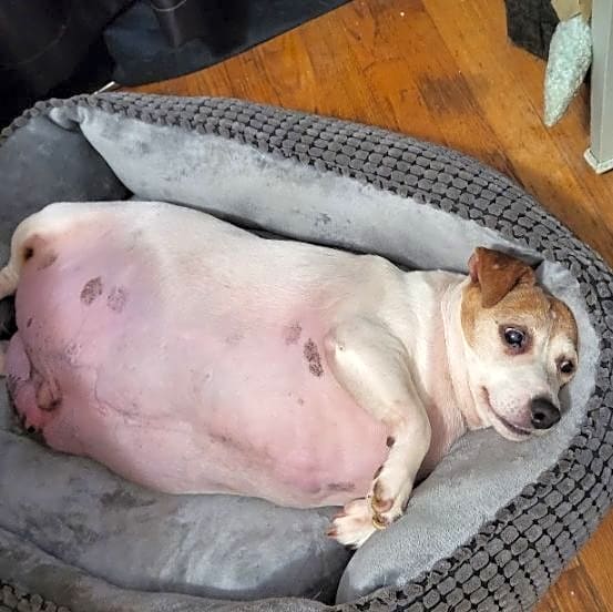 Photo of Dood