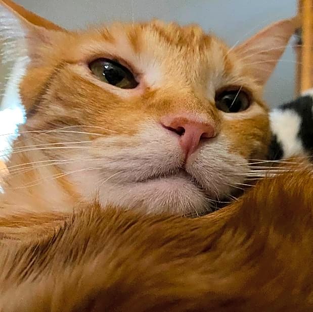Photo of Gordy