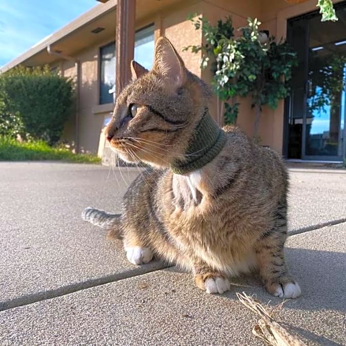 Photo of Benito