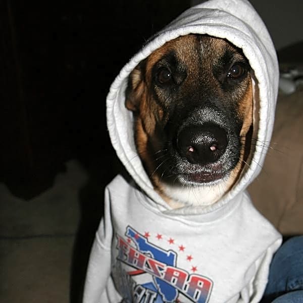 Photo of Badger