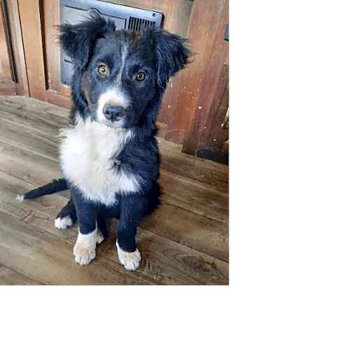 Photo of Vesper