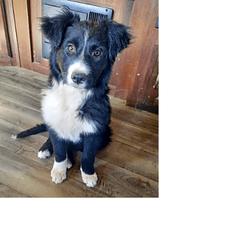 Photo of Vesper