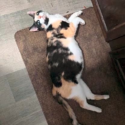 Photo of Mama Kitty