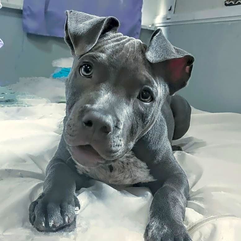 Photo of Bam Bam