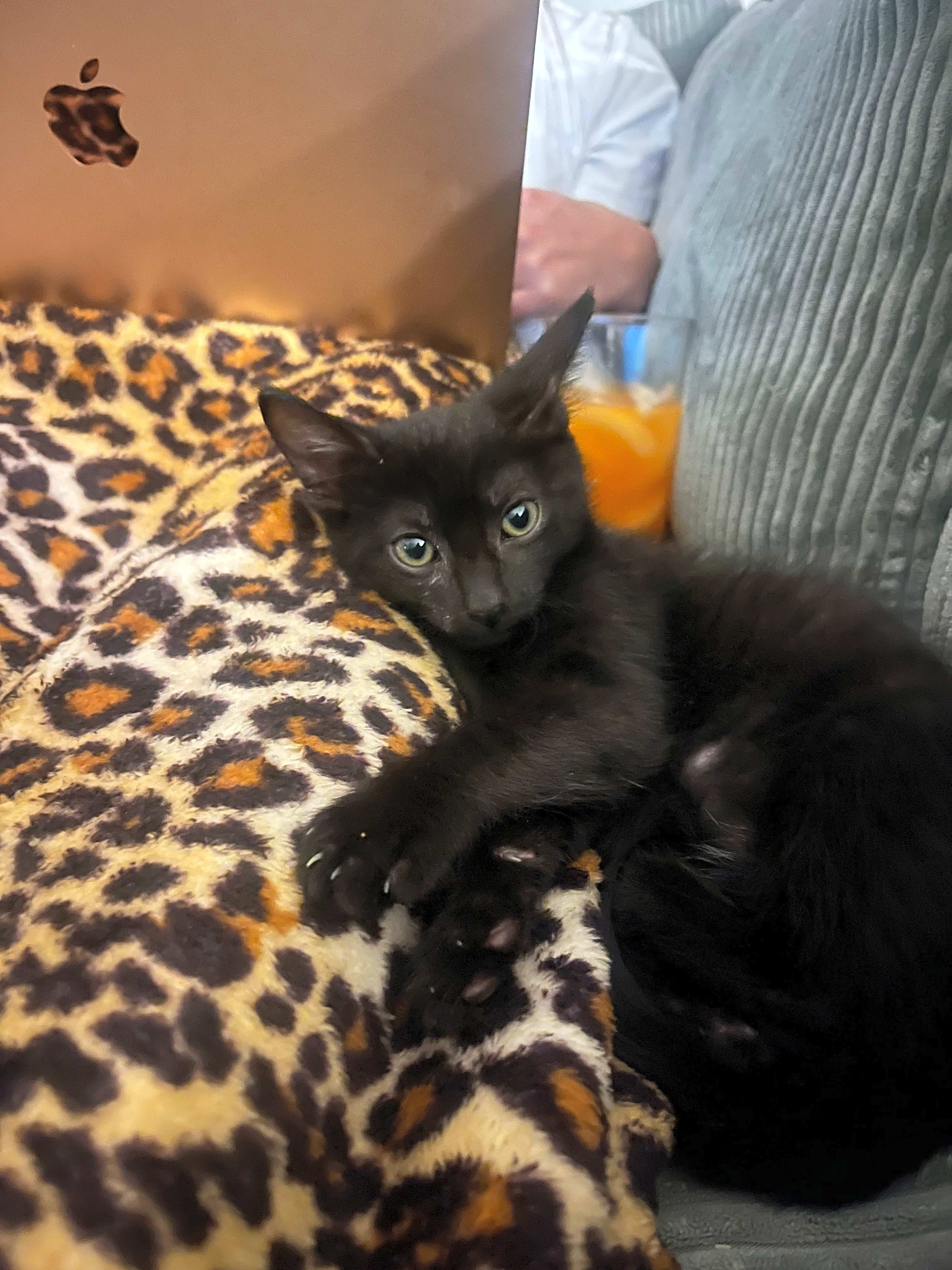 Photo of T’Challa