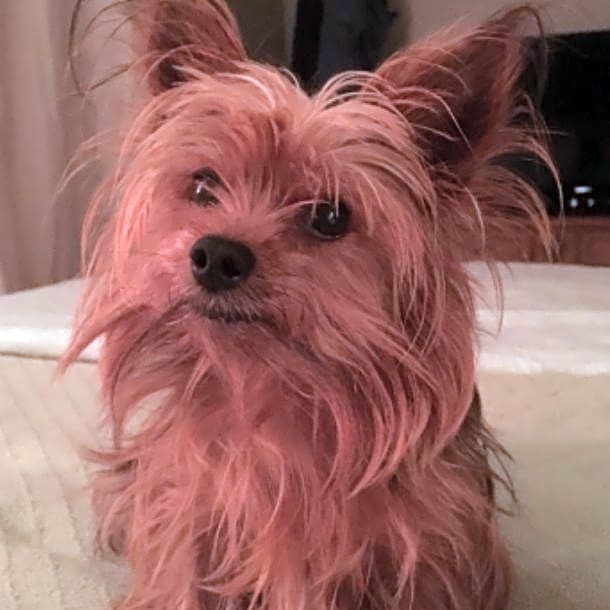 Photo of Presley