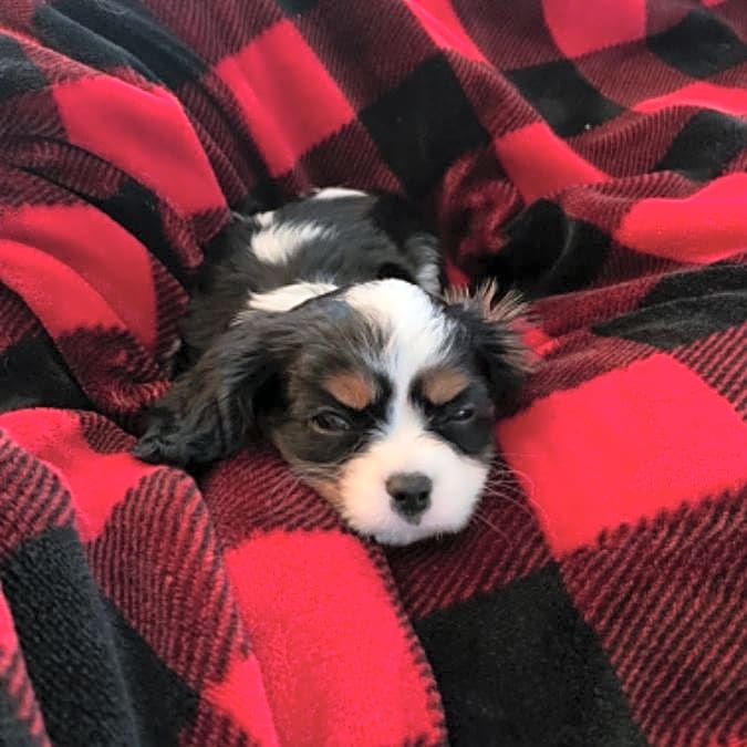 Photo of Ollie