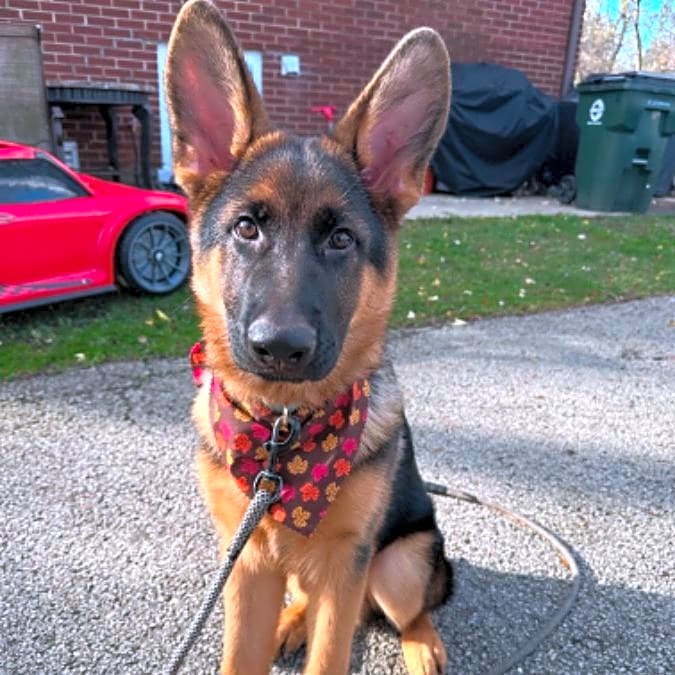 Photo of Polo