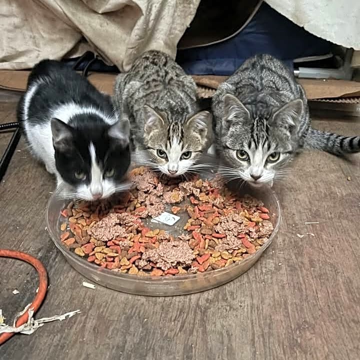 Photo of Spring Kittens