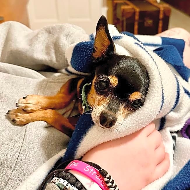 Photo of LITTLE ROSIE
