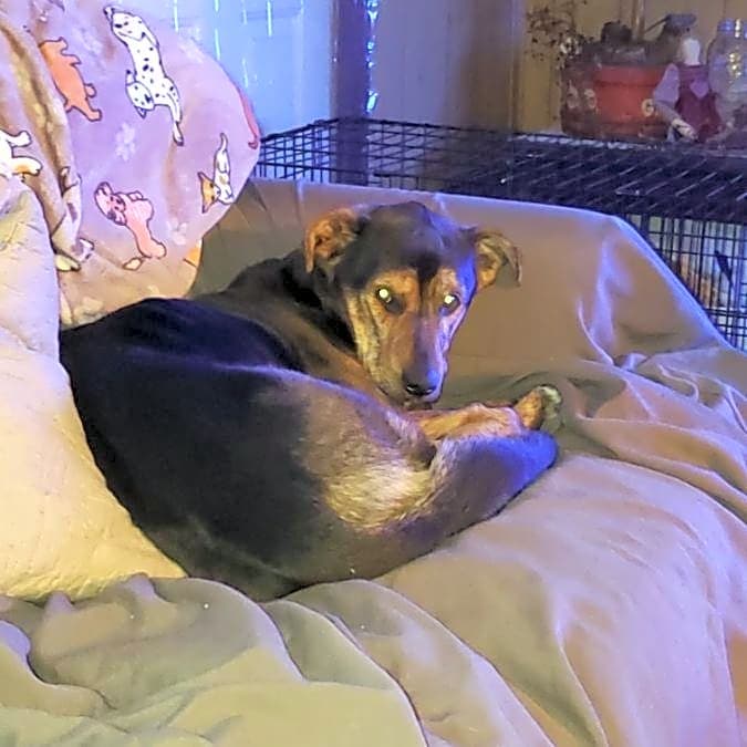 Photo of Kona