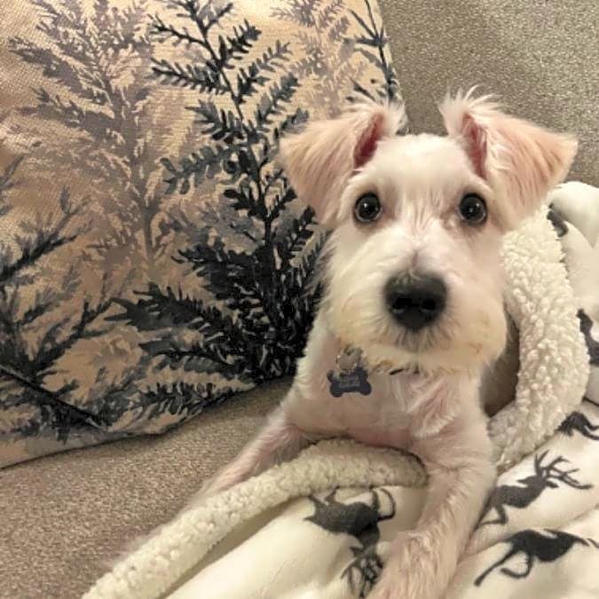 Photo of Augie
