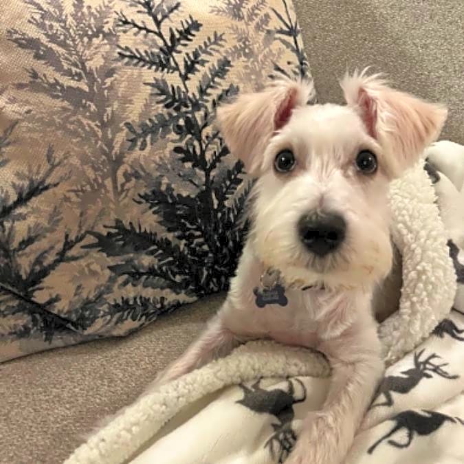 Photo of Augie