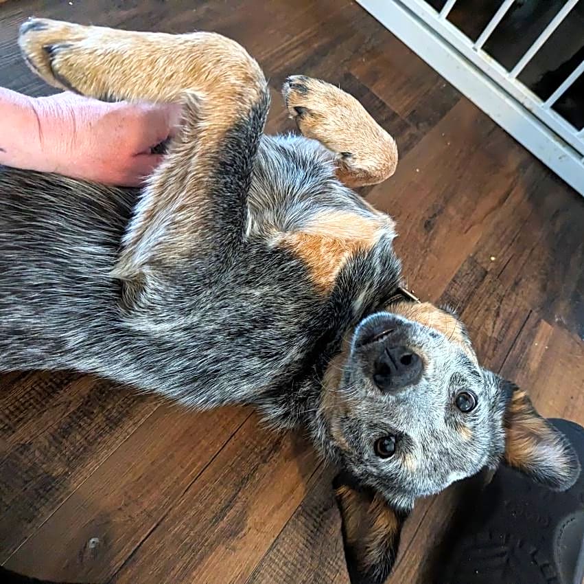 Photo of Rocket